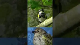 Warbler Buffet: BUTTER-BUTT Feeding Frenzy!