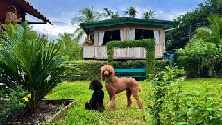 Building a Sustainable House in Costa Rica's Rainforest | Bamboo, Reed, and Wood