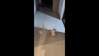 猛虎飞扑