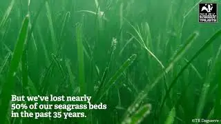 The Wildlife Trusts: Natural solutions to climate crisis