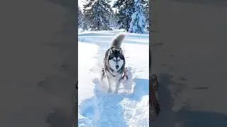 Dog loves snow