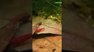 Red Cherry Shrimp with Catappa Leaves!