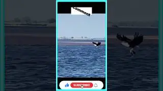 Eagle Grabs Gosling&hellip; Then THIS Happens! #trendanimals #trending #wildlife #eagle