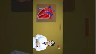 Cardiac Cycle #shorts