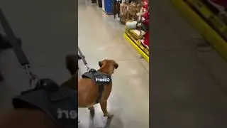 Scaring Dogs Pranks 🤣😂 #funny #funnyvideos #trynottolaugh