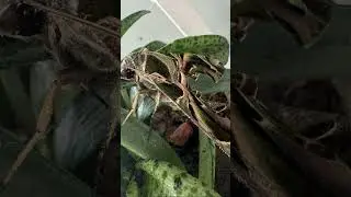 #iphone15promax #insects #butterfly #outdoors #weekend #plants