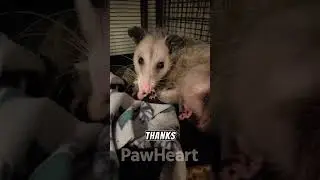Dog Rescues Pregnant Opossum #animals #rescue #nature #heartwarming