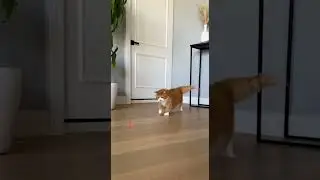 Funniest Cat Fails Caught On Camera   Funny Cats Compilation #fails #cats #funny #catmemes (30)