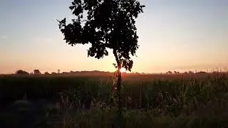 Relaxing Sunrise walk with cat. Rural living food forest trails.