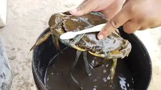 Cleaning  Crab After Harvest &nbsp;@GRANITE AQUA FARM