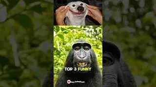 Top Three Funny Animal Facts. #facts #animalfacts #animals #wildlife  #funny #viral #shorts