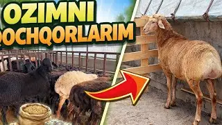 OZIMNI UYDAGI QOCHQORLARIM💥 MASLAXATLAR UCHUN TASHAKKUR🫡 ☎️93-986-22-90