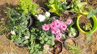 My new plants shopping haul 😚💓✨✨✨