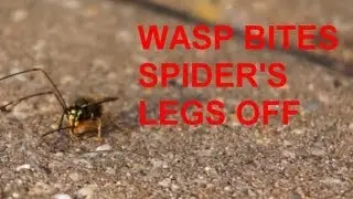 WASP BITES SPIDER'S LEGS OFF (slow motion)