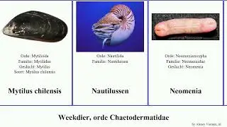Weekdier, orde Chaetodermatidae herpetopoma tegula zebra placenta japonica barbieri mollusca gigas