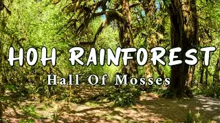 Hoh Rainforest: Hall Of Mosses Trail (Olympic National Park) | Washington [4K]