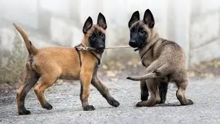 Top 10 Non-Sporting Dog Breeds