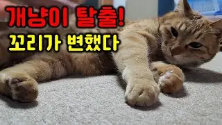 개냥이었던 고양이가 집사의 손을 피한다ㅠ 그래서 새로운 방법을 찾았다