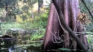 Tough Paddle 3: Withlacoochee River S
