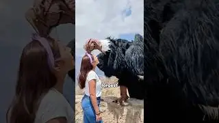 The giant bird posing for photos with people #foryou #funny #animals #andeancondor #cute #shorts