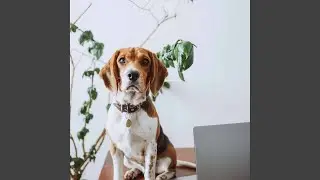 Artistic Backdrops for Calm Hound