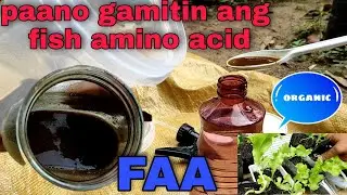 How to use fish amino acid (FFA)