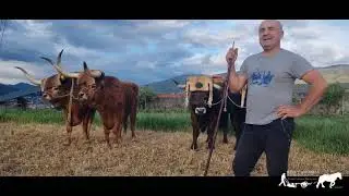Virtual Archive of Draft Animals in the 21st century: Mario Nogueira (Spain)