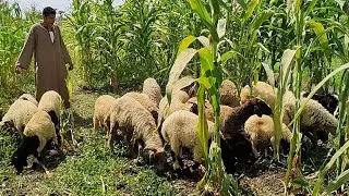 اسعار الاغنام الاوسيمى والبرقى عند المعلم محمود قريش