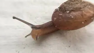 Small Snail &bull;Macro Video
