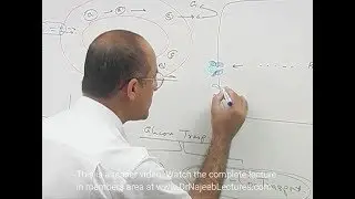 Facilitated Diffusion | Passive Transport