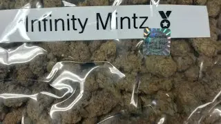 Exploring 1 Pound THCA Cannabis Flower  Review!