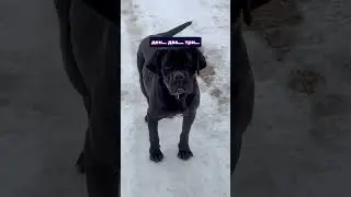 GPS Тракер за Куче БЕЗ SIM карта и МЕСЕЧНИ ТАКСИ 🐾 #shorts