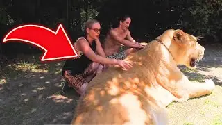 The World's Largest Hybrid Cat on Record
