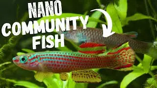 Top 7 Best Small Community Fish for Your Aquarium