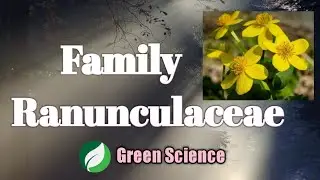 Morphological characters of Family Ranunculaceae