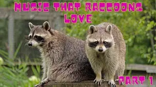 Music that Raccoons love