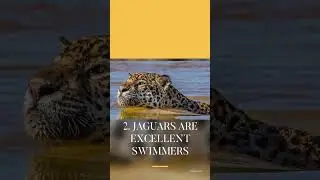Jaguars: Uncovering the Most Fascinating Facts #wildlife #animals #facts #jaguar #jaguarlovers