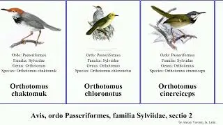 Avis, ordo Passeriformes, familia Sylviidae, sectio 2 pomatorhinus orthotomus megalurus liocichla
