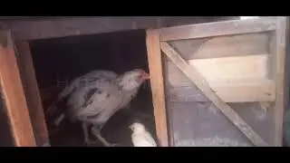 Aseel hen with chicks #hen #viralvideo #babyanimals #hasnain #nature . Hasnain Murree H.D