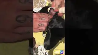 Protetor de ouvido para cães contra fogos de artifício