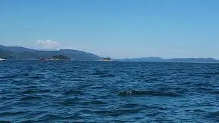 Orca Family - Four whales POD 
