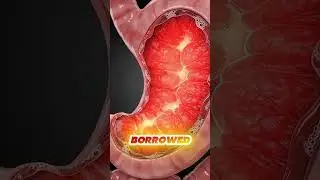 What REALLY Happens Inside Your Body When You Drink an Energy Drink ⚡🥤