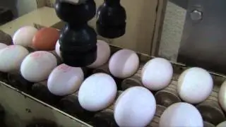 Nuovo Egg Stamper - Easy Stamp SOR2 on infeed Staalkat grader