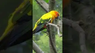 Top 10 Most Beautiful Parrots in the World! | Part 3