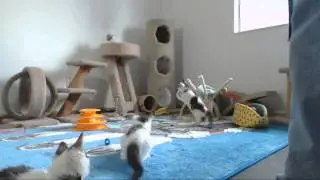 The Saplings - Fixing the KittenProofing