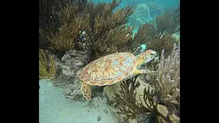Snorkeling Mexique Akumal Bay Beach  2023