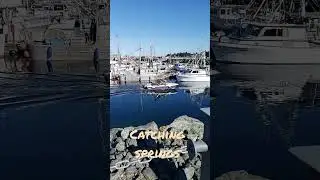 Catching Springs / Dock BC