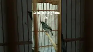 Tajam Nya Kicau Simata Biru kutilang Sutra abu #kutilang Bunyi #youtuber#kutilang viral