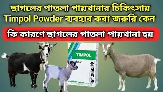 ছাগলের পাতলা পায়খানার চিকিৎসায় Timpol powder ব্যবহার করা জরুরি কেন
