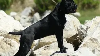 Epic Hero Dogs compilation ( Dogs who saved people )